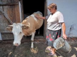 A woman removes a cow from a shed
