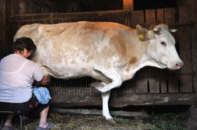 A woman milks a cow