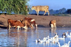 Cows drink water