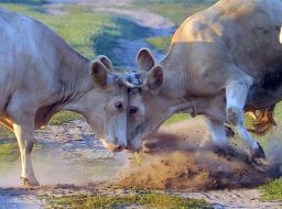 Cows are butted in the street