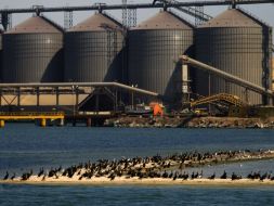 Бакланы сидят возле 16-го причала