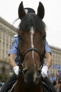 Співробітник кінного підрозділу МВС