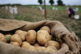 Мешок с картошкой