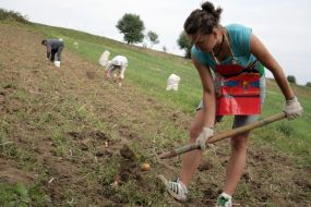 Девушка копает кратофель