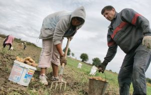 Люди собирают картофель