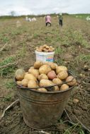 Ведро с картошкой