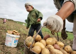 Мать с ребенком собирают картофель