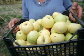 Женщина несет ящик яблок