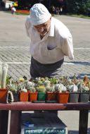 A man examines cactuses