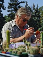 A man examines cactuses
