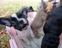 Puppies of the French bulldog