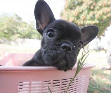 Puppy of the French bulldog