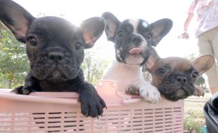 Puppies of the French bulldog