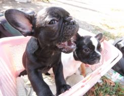 Puppies of the French bulldog