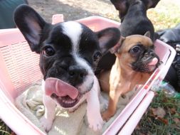 Puppies of the French bulldog