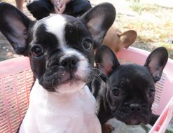 Puppies of the French bulldog