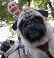 Pug dogs