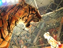 Юлія Козирєва