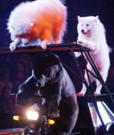 Ведмідь та собаки