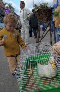 Boy looks at a duck