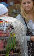 Parrot
