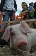 Piglet