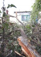 Місцевий житель спилює дерева