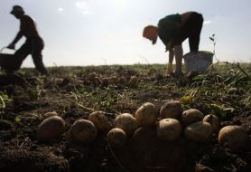 Woman gathering potato