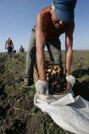 A man pours a potato in a sack