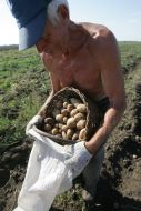 A man pours a potato in a sack