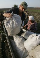 Мішки з картоплею