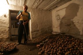 Чоловік засипає картоплю у погріб