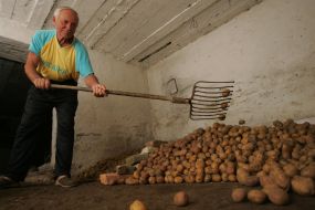 Чоловік засипає картоплю у погріб