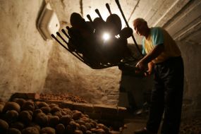 Чоловік засипає картоплю у погріб