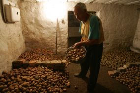 Чоловік засипає картоплю у погріб