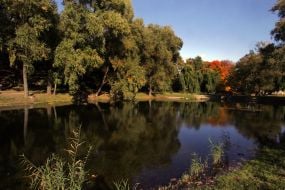 Сырецкая роща