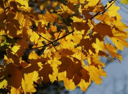 Желтые листья