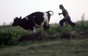 A man goes after a cow
