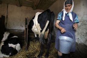 A woman handle in a stall of cows