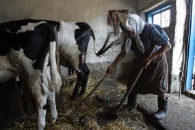 A woman handle in a stall of cows