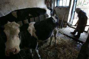 A woman handle in a stall of cows