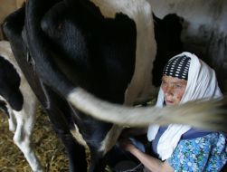 A woman milks a cow