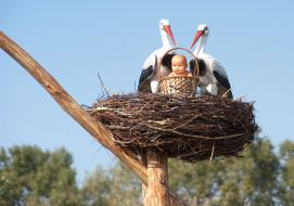 Вознесенівський парк