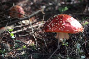 Fly agarics poisonous mushrooms