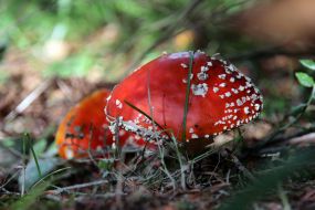 Fly agarics poisonous mushrooms