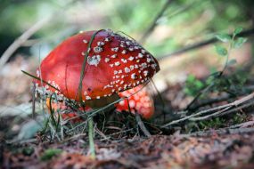 Fly agarics poisonous mushrooms
