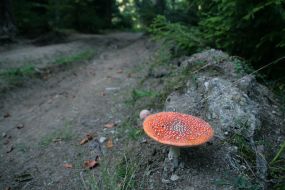 Fly agarics poisonous mushrooms