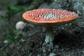 Fly agarics poisonous mushrooms