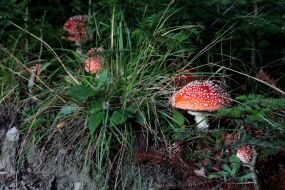 Fly agarics poisonous mushrooms