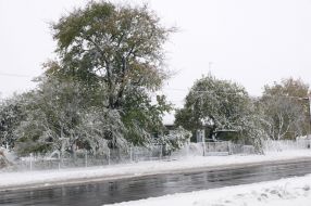 Деревья в снегу